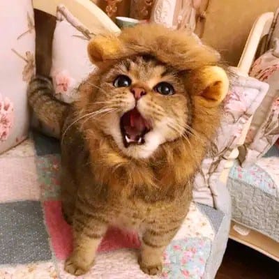 فاطمہ ثنا avatar